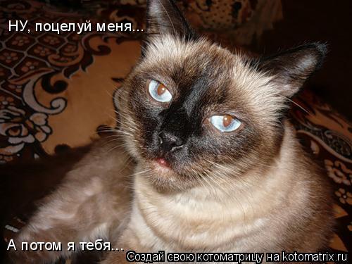 НУ, поцелуй меня... А потом я тебя...... Котоматрица: НУ, поцелуй меня... А потом я тебя...