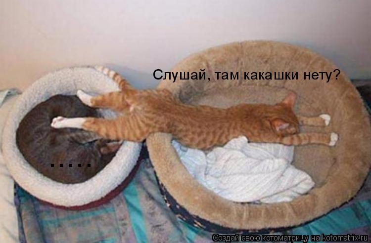 Слушай, там какашки нету? ........ Котоматрица: Слушай, там какашки нету? .....