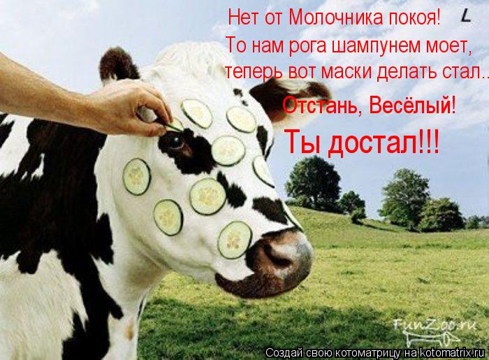 Нет от Молочника покоя! То нам рога шампунем моет, теперь вот маски делать стал….. Отстань, Весёлый! ... Котоматрица: Нет от Молочника покоя! То нам рога шампунем моет, теперь вот маски делать стал….. Отстань, Весёлый! Ты достал!!!