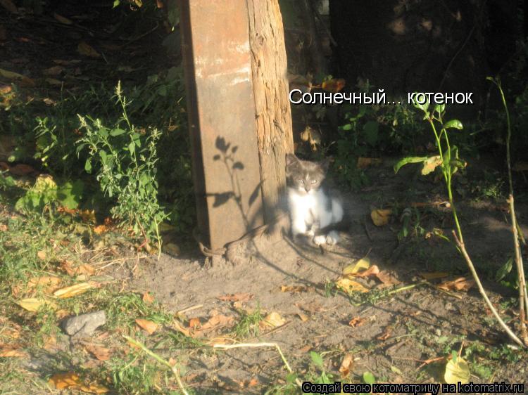 Солнечный... котенок Солнечный... котенок... Котоматрица: Солнечный... котенок Солнечный... котенок