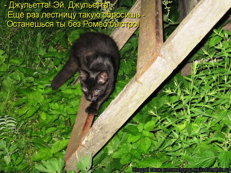 - Джульетта! Эй, Джульетта! Ещё раз лестницу такую сбросишь - Останешься ты без Ромео быстро!... Котоматрица: - Джульетта! Эй, Джульетта! Ещё раз лестницу такую сбросишь - Останешься ты без Ромео быстро!