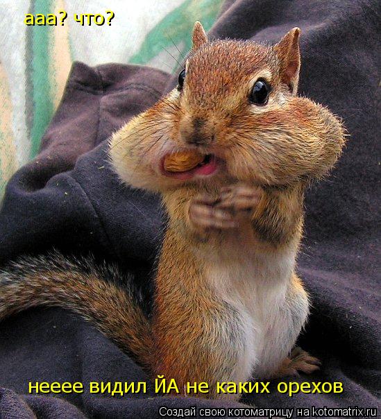 ааа? что? нееее видил ЙА не каких орехов... Котоматрица: ааа? что? нееее видил ЙА не каких орехов