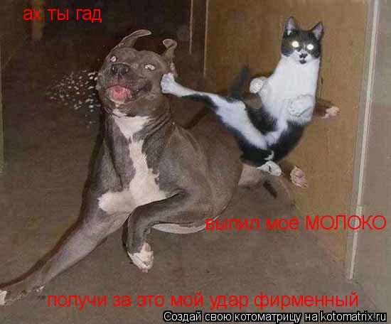 ах ты гад выпил моё МОЛОКО получи за это мой удар фирменный... Котоматрица: ах ты гад выпил моё МОЛОКО получи за это мой удар фирменный