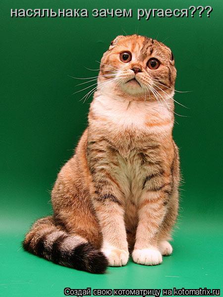 насяльнака зачем ругаеся???... Котоматрица: насяльнака зачем ругаеся???
