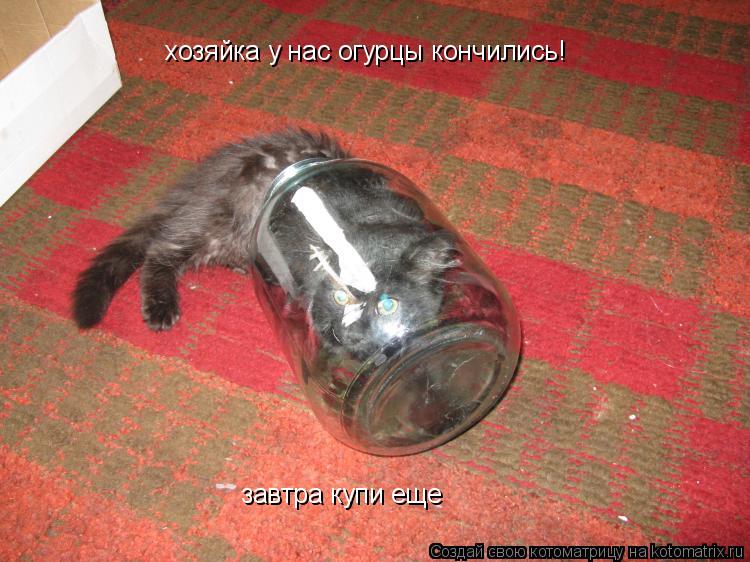 хозяйка у нас огурцы кончились! завтра купи еще... Котоматрица: хозяйка у нас огурцы кончились! завтра купи еще