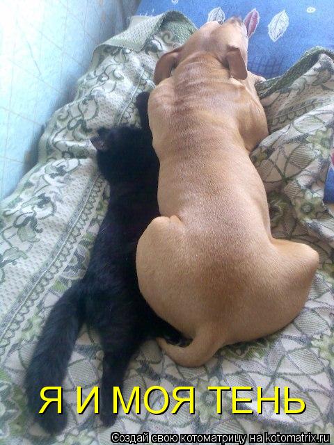 Я И МОЯ ТЕНЬ... Котоматрица: Я И МОЯ ТЕНЬ