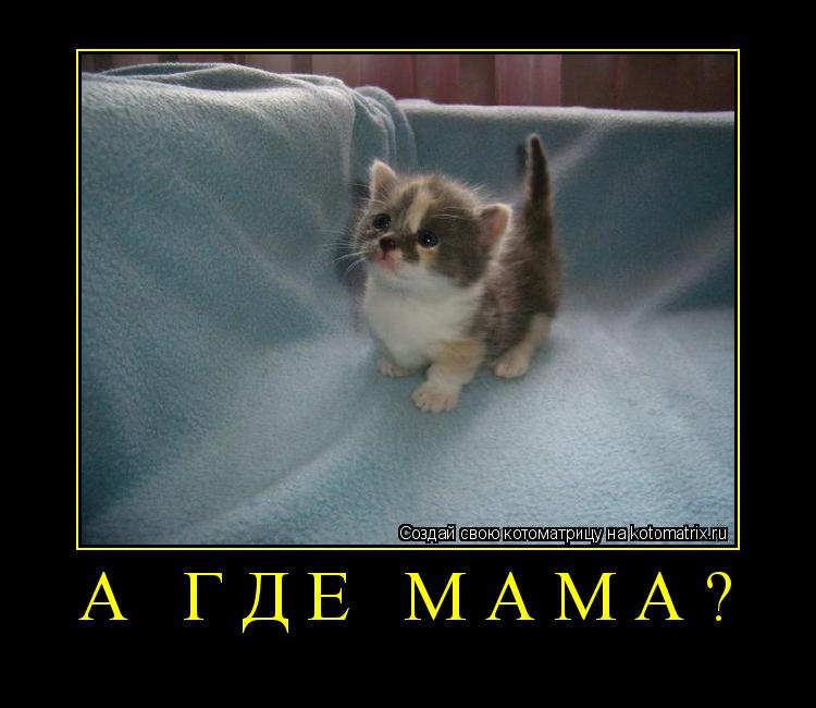 Котоматрица: А где мама? 