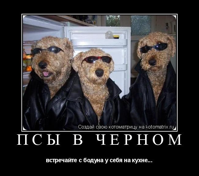 Котоматрица: псы в чёрном встречайте с бодуна у себя на кухне...