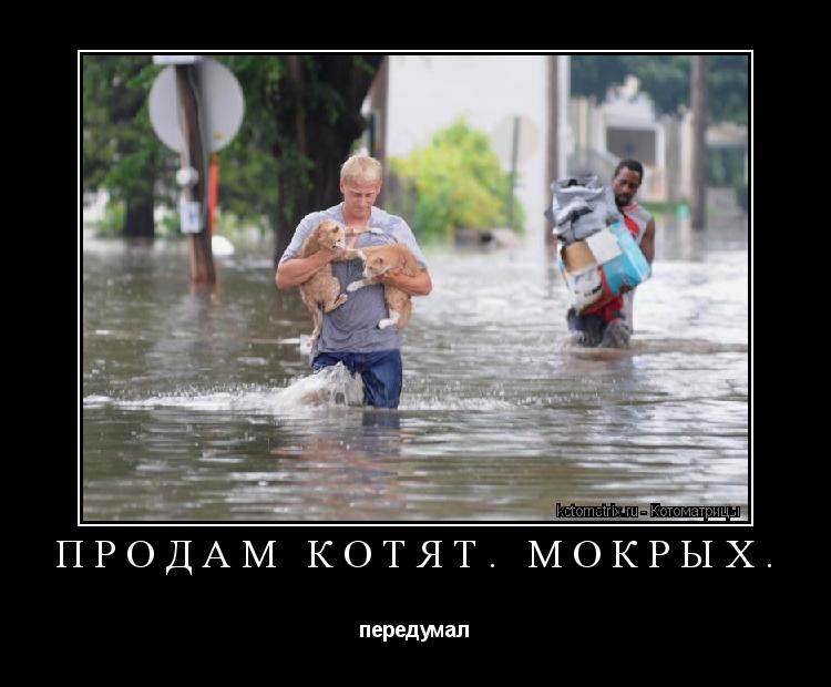 Продам котят. Мокрых. передумал... Котоматрица: Продам котят. Мокрых. передумал