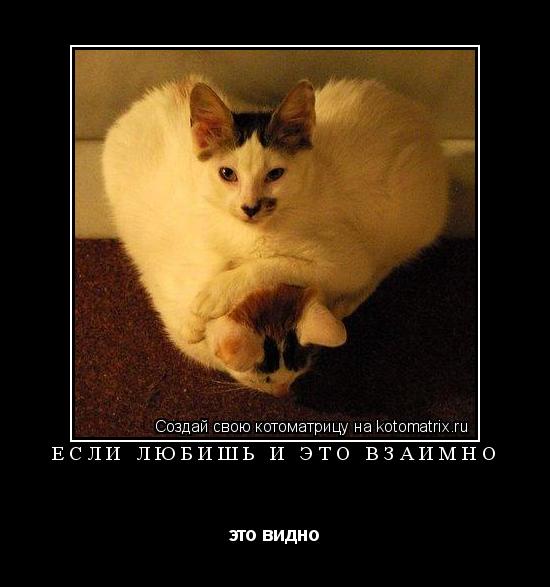ЕСЛИ ЛЮБИШЬ И ЭТО ВЗАИМНО это видно... Котоматрица: ЕСЛИ ЛЮБИШЬ И ЭТО ВЗАИМНО это видно