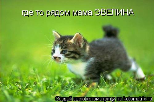 где то рядом мама ЭВЕЛИНА... Котоматрица: где то рядом мама ЭВЕЛИНА