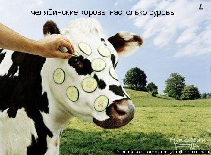 челябинские коровы настолько суровы... Котоматрица: челябинские коровы настолько суровы