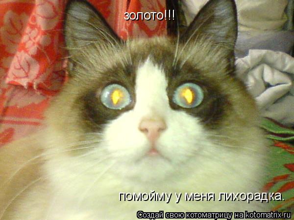 золото!!! помойму у меня лихорадка.... Котоматрица: золото!!! помойму у меня лихорадка.