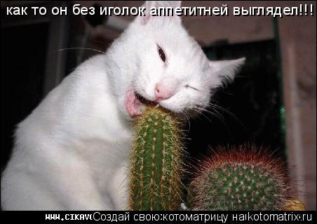 как то он без иголок аппетитней выглядел!!!... Котоматрица: как то он без иголок аппетитней выглядел!!!