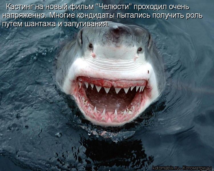 Кастинг на новый фильм "Челюсти" проходил очень напряженно. Многие кондидаты пытались получить роль п... Котоматрица: Кастинг на новый фильм "Челюсти" проходил очень напряженно. Многие кондидаты пытались получить роль путем шантажа и запугивания.