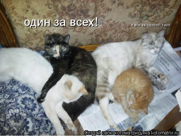 один за всех! и все за одного! тихо.... Котоматрица: один за всех! и все за одного! тихо.
