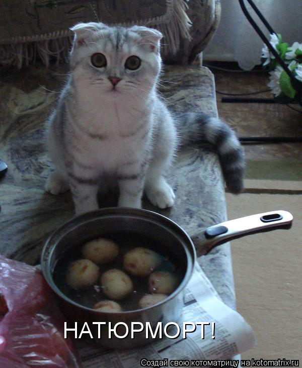 НАТЮРМОРТ!... Котоматрица: НАТЮРМОРТ!