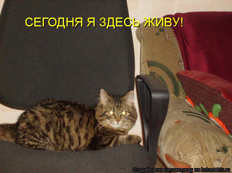 СЕГОДНЯ Я ЗДЕСЬ ЖИВУ!... Котоматрица: СЕГОДНЯ Я ЗДЕСЬ ЖИВУ!