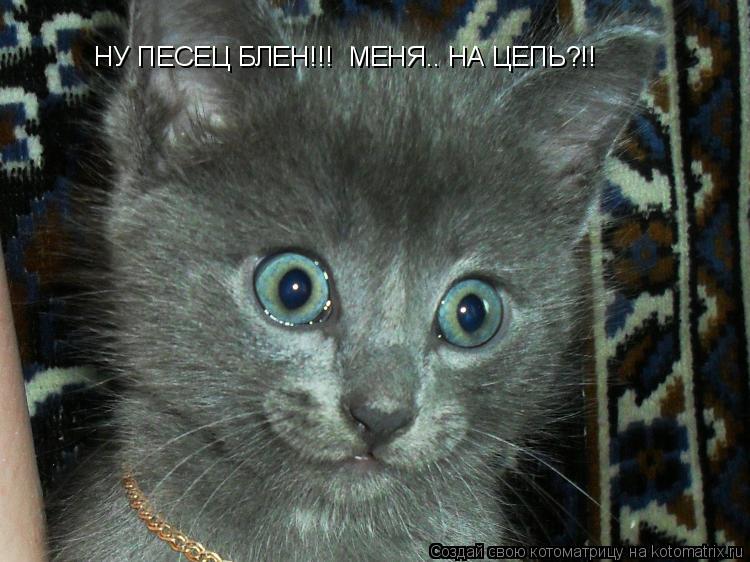 НУ ПЕСЕЦ БЛЕН!!! МЕНЯ.. НА ЦЕПЬ?!!... Котоматрица: НУ ПЕСЕЦ БЛЕН!!! МЕНЯ.. НА ЦЕПЬ?!!