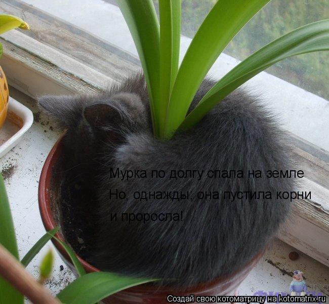 Мурка по долгу спала на земле Но, однажды, она пустила корни и проросла!... Котоматрица: Мурка по долгу спала на земле Но, однажды, она пустила корни и проросла!