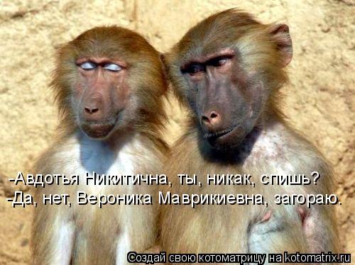 -Авдотья Никитична, ты, никак, спишь? -Да, нет, Вероника Маврикиевна, загораю.... Котоматрица: -Авдотья Никитична, ты, никак, спишь? -Да, нет, Вероника Маврикиевна, загораю.