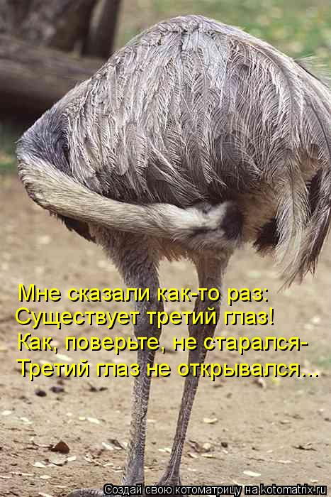 Мне сказали как-то раз: Существует третий глаз! Как, поверьте, не старался- Третий глаз не открывался... Котоматрица: Мне сказали как-то раз: Существует третий глаз! Как, поверьте, не старался- Третий глаз не открывался...