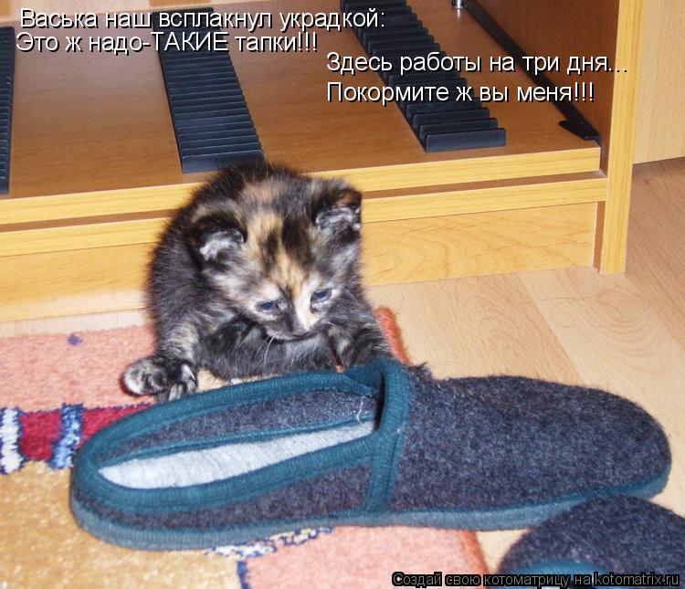 Васька наш всплакнул украдкой: Это ж надо-ТАКИЕ тапки!!! Здесь работы на три дня... Покормите ж вы ме... Котоматрица: Васька наш всплакнул украдкой: Это ж надо-ТАКИЕ тапки!!! Здесь работы на три дня... Покормите ж вы меня!!!