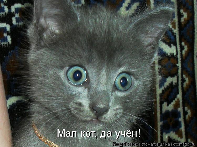 Мал кот, да учён!... Котоматрица: Мал кот, да учён!