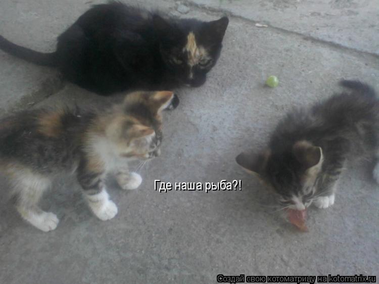 Где наша рыба?!... Котоматрица: Где наша рыба?!