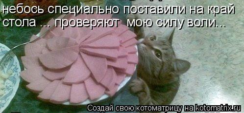 небось специально поставили на край стола ... проверяют мою силу воли...... Котоматрица: небось специально поставили на край стола ... проверяют мою силу воли...