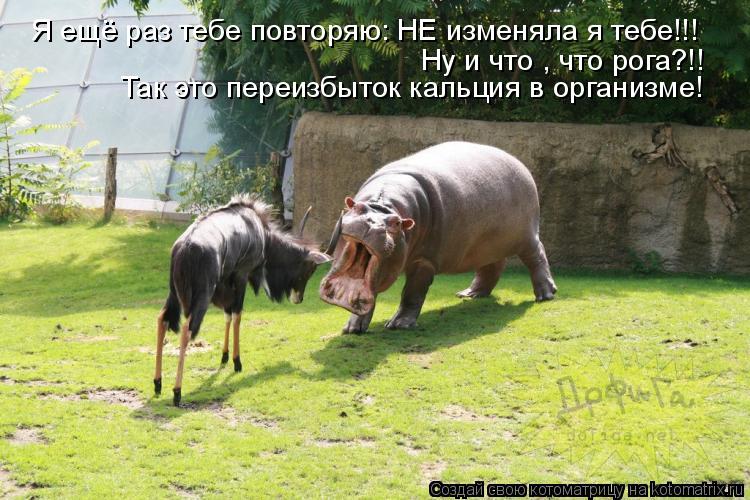 Я ещё раз тебе повторяю: НЕ изменяла я тебе!!! Ну и что , что рога?!! Так это переизбыток кальция в ... Котоматрица: Я ещё раз тебе повторяю: НЕ изменяла я тебе!!! Ну и что , что рога?!! Так это переизбыток кальция в организме!