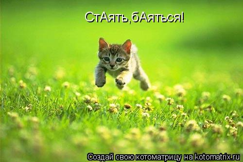 СтАять,бАяться!... Котоматрица: СтАять,бАяться!