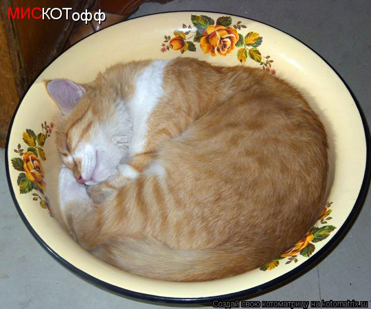 МИС КОТ офф... Котоматрица: МИС КОТ офф