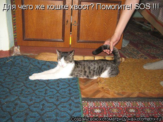Для чего же кошке хвост? Помогите! SOS !!!... Котоматрица: Для чего же кошке хвост? Помогите! SOS !!!