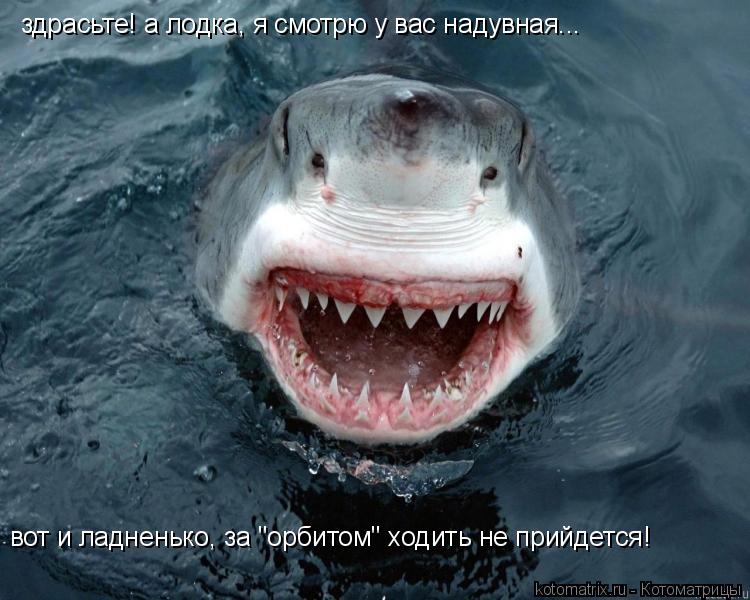 здрасьте! а лодка, я смотрю у вас надувная... вот и ладненько, за "орбитом" ходить не прийдется!... Котоматрица: здрасьте! а лодка, я смотрю у вас надувная... вот и ладненько, за "орбитом" ходить не прийдется!