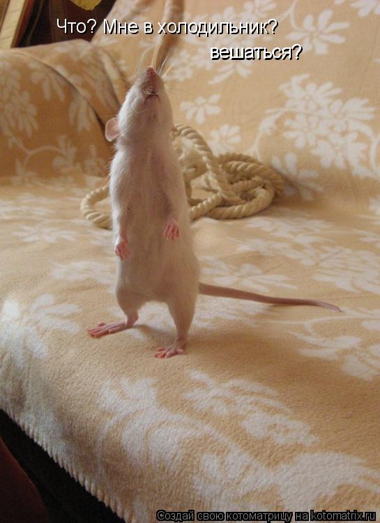 Что? Мне в холодильник? Что? Мне в холодильник? вешаться? вешаться?... Котоматрица: Что? Мне в холодильник? Что? Мне в холодильник? вешаться? вешаться?