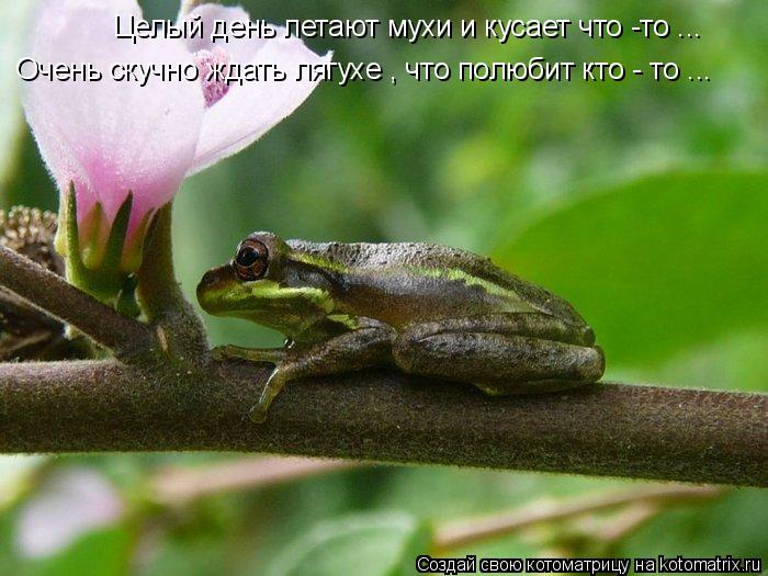 Целый день летают мухи и кусает что -то ... Очень скучно ждать лягухе , что полюбит кто - то ...... Котоматрица: Целый день летают мухи и кусает что -то ... Очень скучно ждать лягухе , что полюбит кто - то ...