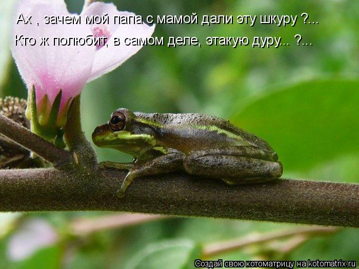Ах , зачем мой папа с мамой дали эту шкуру ?... Кто ж полюбит, в самом деле, этакую дуру... ?...... Котоматрица: Ах , зачем мой папа с мамой дали эту шкуру ?... Кто ж полюбит, в самом деле, этакую дуру... ?...