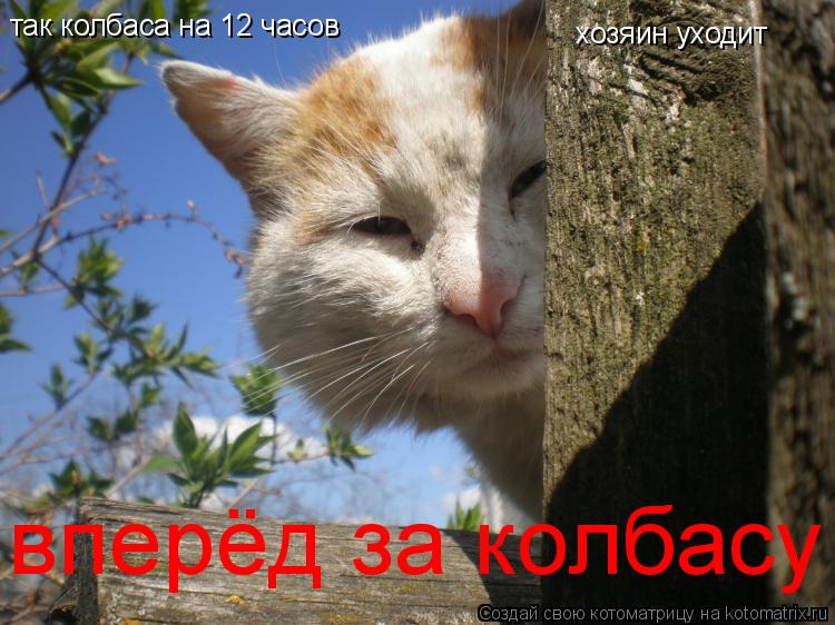 так колбаса на 12 часов хозяин уходит вперёд за колбасу... Котоматрица: так колбаса на 12 часов хозяин уходит вперёд за колбасу