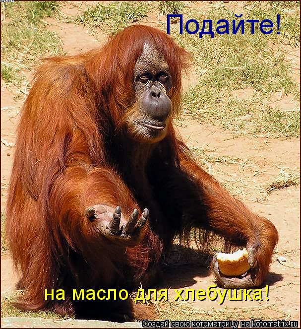 Подайте! на масло для хлебушка!... Котоматрица: Подайте! на масло для хлебушка!