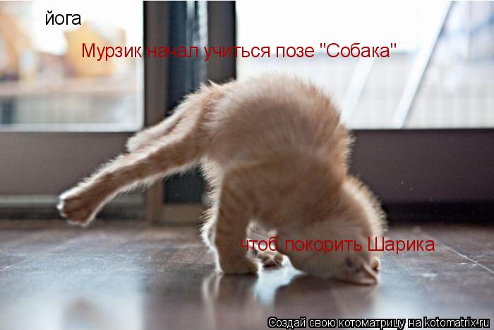 йога Мурзик начал учиться позе "Собака" чтоб покорить Шарика... Котоматрица: йога Мурзик начал учиться позе "Собака" чтоб покорить Шарика