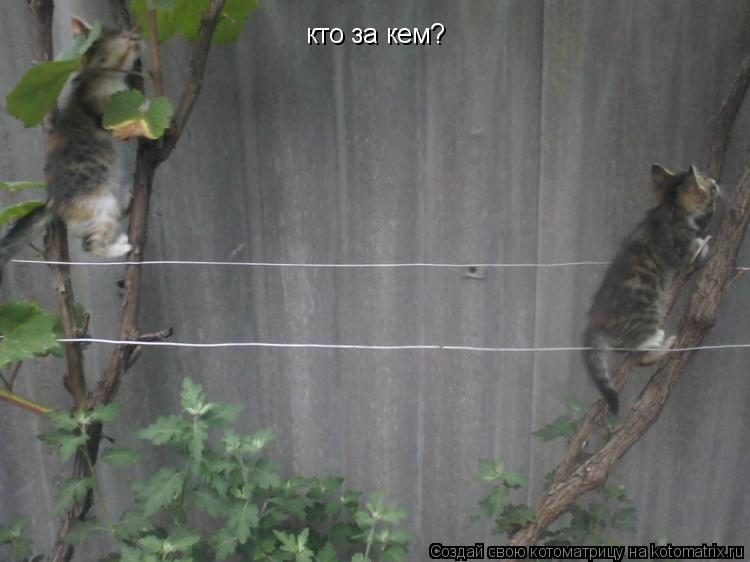 кто за кем?... Котоматрица: кто за кем?
