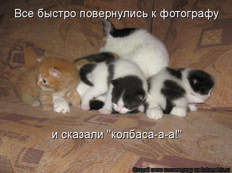 Все быстро повернулись к фотографу и сказали "колбаса-а-а!"... Котоматрица: Все быстро повернулись к фотографу и сказали "колбаса-а-а!"