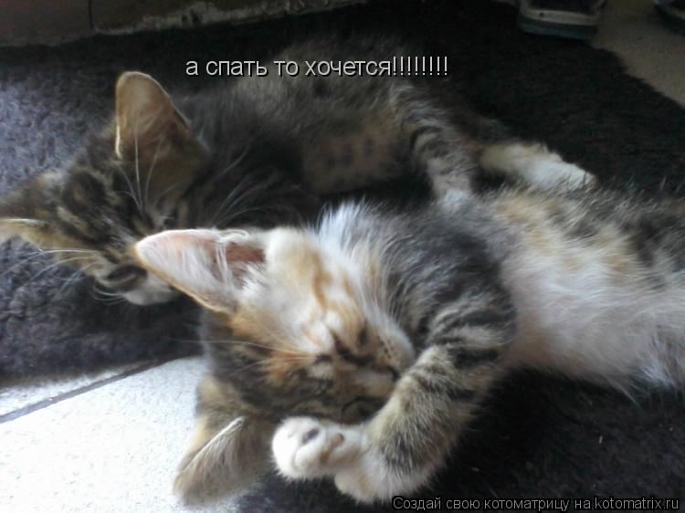 а спать то хочется!!!!!!!!... Котоматрица: а спать то хочется!!!!!!!!