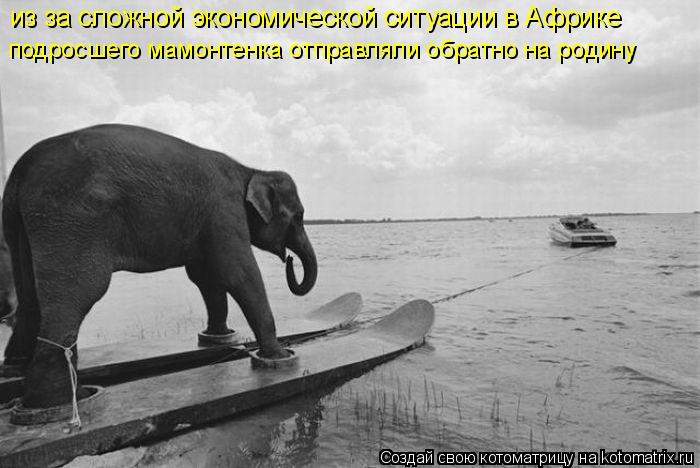 из за сложной экономической ситуации в Африке подросшего мамонтенка отправляли обратно на родину... Котоматрица: из за сложной экономической ситуации в Африке подросшего мамонтенка отправляли обратно на родину