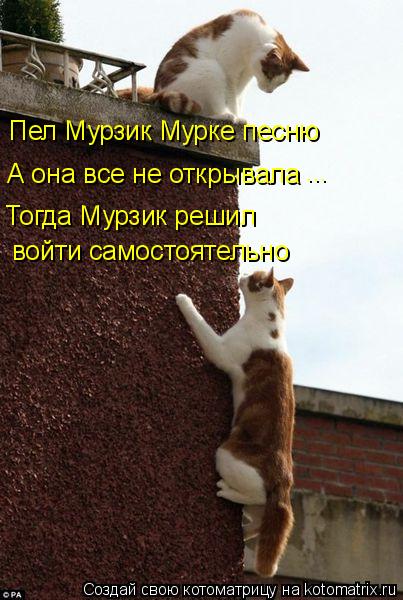 Пел Мурзик Мурке песню А она все не открывала ... Тогда Мурзик решил войти самостоятельно... Котоматрица: Пел Мурзик Мурке песню А она все не открывала ... Тогда Мурзик решил войти самостоятельно