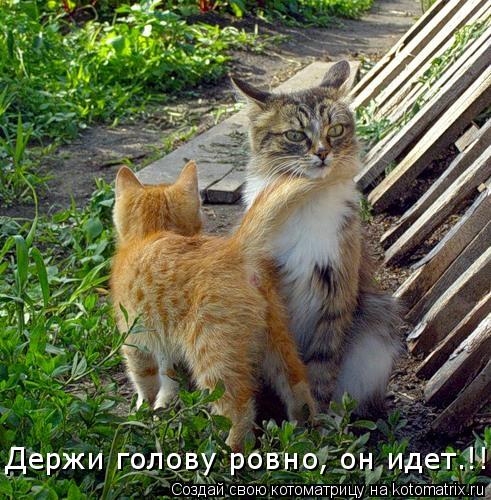 Держи голову ровно, он идет.!!... Котоматрица: Держи голову ровно, он идет.!!