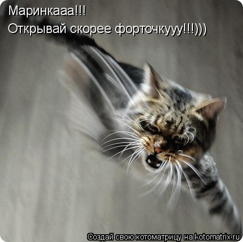 Маринкааа!!! Открывай скорее форточкууу!!!)))... Котоматрица: Маринкааа!!! Открывай скорее форточкууу!!!)))