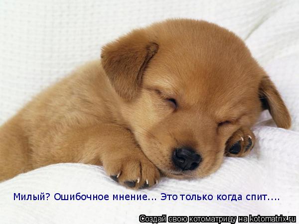 Милый? Ошибочное мнение... Это только когда спит....... Котоматрица: Милый? Ошибочное мнение... Это только когда спит....