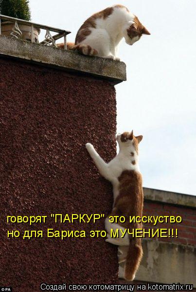 говорят "ПАРКУР" это исскуство но для Бариса это МУЧЕНИЕ!!!... Котоматрица: говорят "ПАРКУР" это исскуство но для Бариса это МУЧЕНИЕ!!!